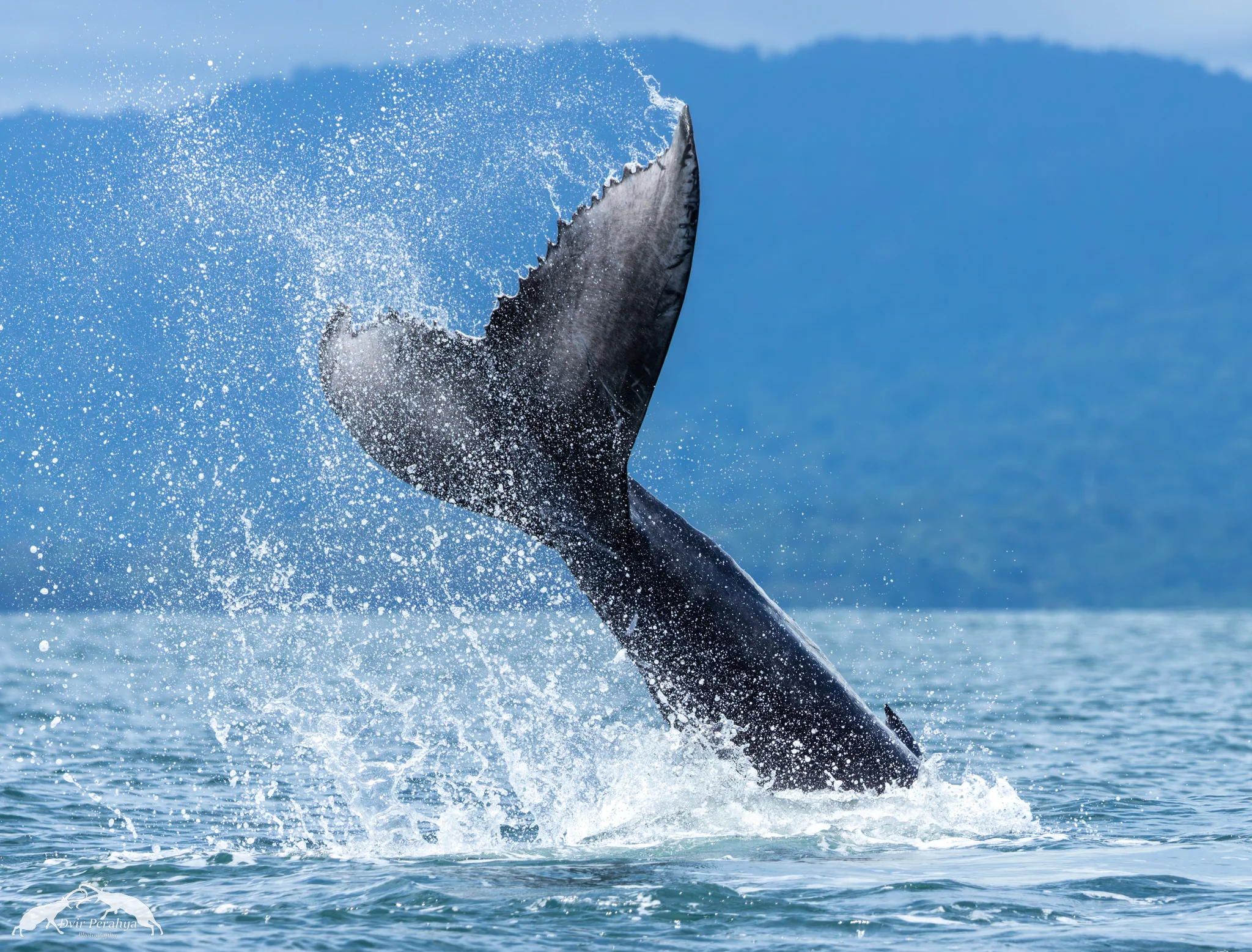 Humpback, Uvita